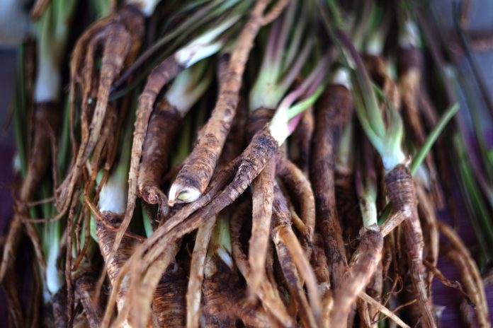 Fresh chinese dang gui root, angelica sinensis, traditional herbal medicine