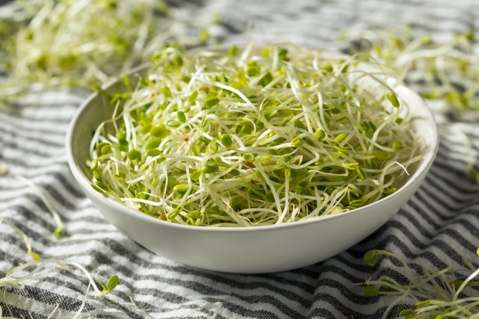 Raw Green Organic Clover Sprouts MIcrogreens Ready to Eat