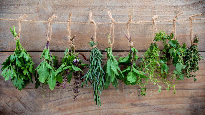 Assorted hanging herbs ,parsley ,oregano,mint,sage,rosemary,sweet basil,holy basil,  and thyme for seasoning concept on rustic old wooden background.