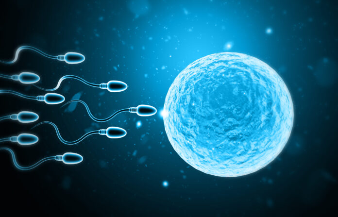 Mikroskopische Ansicht von Spermium und Eizelle. 3d-Illustration