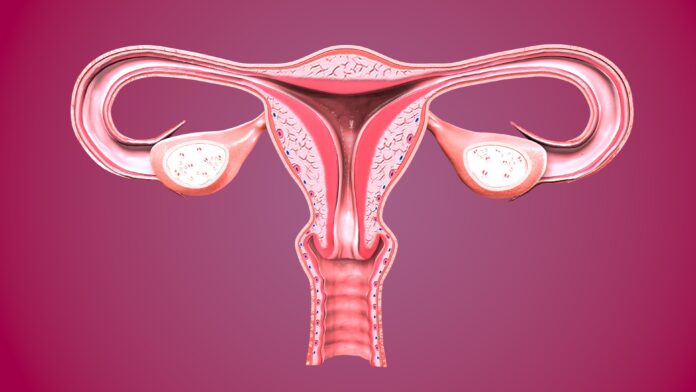 The female reproductive system (or female genital system) is made up of the internal and external sex organs that function in human reproduction.
