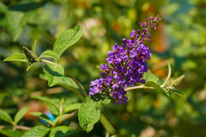 Vitex Agnus-Castus flowers, also called Chasteberry, Vitex, Chastetree, Chaste Tree, Abraham's balm or Monk's Pepper, growing in Friuli, Italy