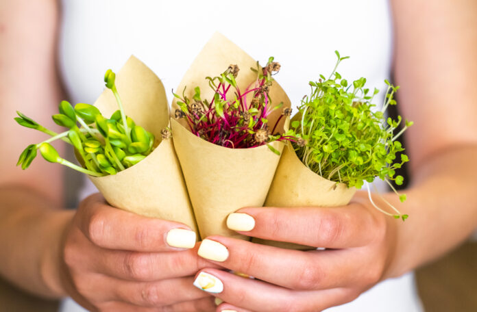 Frau hält Sprossen von Sonnenblumen, Rüben und Rettich in Papier verpackt, vegetarische Lebensweise