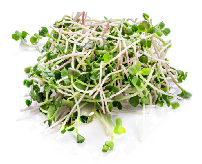 Young sprout microgreen isolated with shadow on white background. Clipping path.