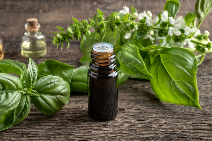 A dark bottle of essential oil with fresh blooming basil twigs