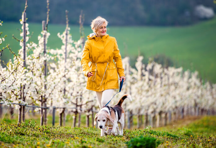A senior woman with a pet dog on a walk in spring orchard nature.
