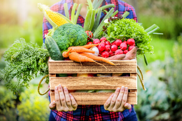 Αγρότισσα κρατάει ξύλινο κουτί γεμάτο φρέσκα ωμά λαχανικά. Καλάθι με λαχανικά (λάχανο, καρότα, αγγούρια, ραπανάκια, καλαμπόκι, σκόρδο και πιπεριές) στα χέρια.