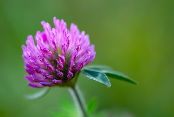 Macro photography of a red clover flower on a field at the Andean mountains of central Colombia.