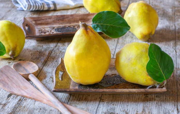 new harvest of raw and fresh quinces with leaves placed on a wooden rustic table