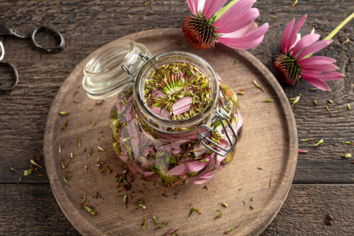 Preparation of echinacea tincture in a glass jar