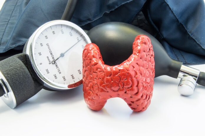 Tiroides y presión arterial. El modelo anatómico de la glándula tiroides está cerca del esfigmomanómetro con la bombilla y el manguito inflado. Foto conceptual de los efectos de la glándula tiroides y sus hormonas en el nivel de presión arterial.