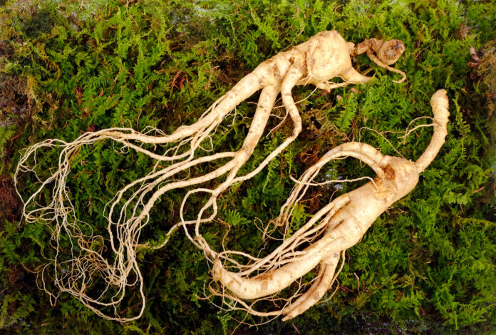 Wild Korean ginseng root. Wild ginseng can be processed to be red or white ginseng. Ginseng has been used in traditional medicine.