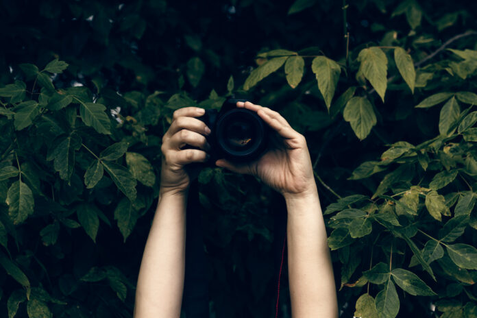Woman's hands holding camera and snapping photos hidden in the bushes