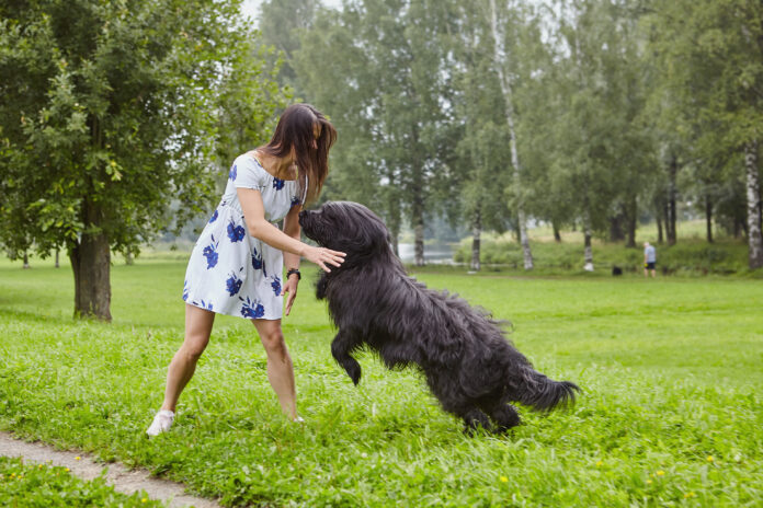 Big briard is attacking woman in the public park. Black shaggy dog attacks girl outdoors.