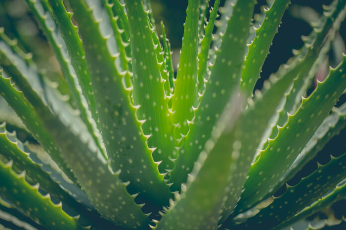 Closeup shot of tropical green plant. Aloe vera. Macro shot. Summer background