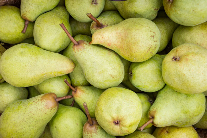 Detail top view of a pile of freshly harvested Conference Pears.