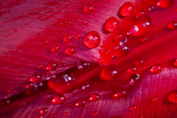 Abstracto Fondo natural de pétalos de flores rojas con rocío, enfoque selectivo, textura