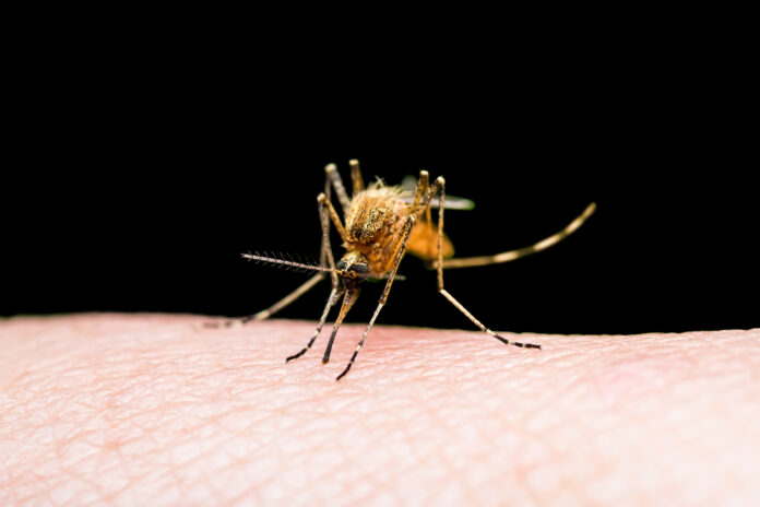 Picadura de mosquito infectado por la fiebre amarilla, la malaria o el virus del Zika aislada sobre fondo negro