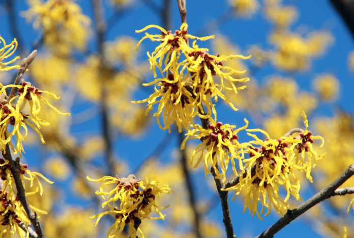 Close up of yellow witch hazel flowers in full bloom; early spring, winter