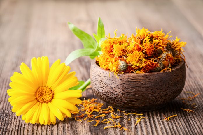 Dried and fresh marigold (calendula) flowers in a bowl on wooden rustic background space for text close-up. Herbal healthy flower tea, alternative medicine.