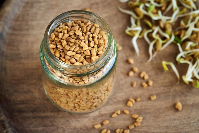 Dry fenugreek or Trigonella seeds in a glass jar, with fresh fenugreek sprouts in the background