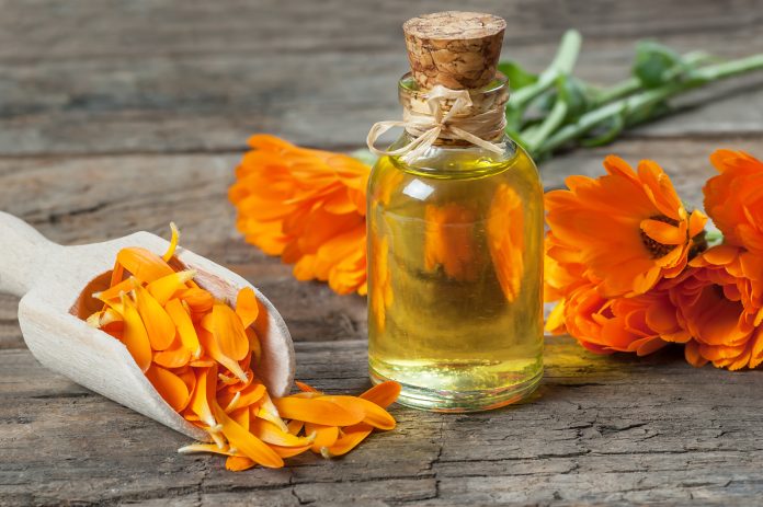 Glass bottle of calendula essential oil with fresh marigold flowers on wooden table. Aromatherapy marigold oil herbal medicine background concept with copy space