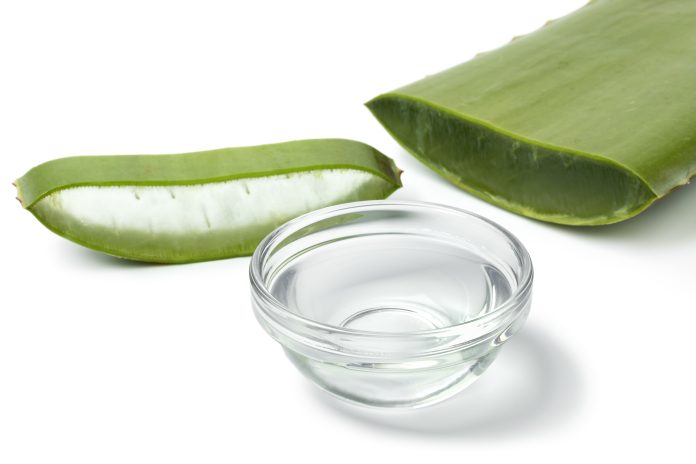 Green leaf of aloe vera, slice and a glass bowl with gel on white background close up