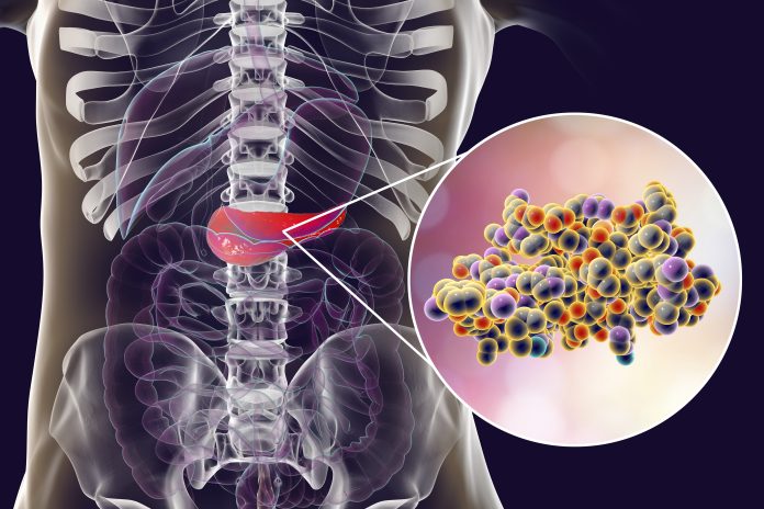 Human pancreas and close-up view of insulin molecule, 3D illustration