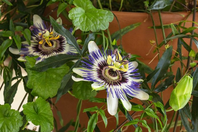 A closeup photo of a blooming passion flower on a potted passiflora plant with many green leaves, an indoors vine