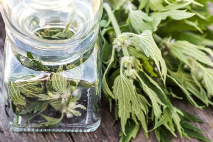 Leonurus cardiaca, motherwort, throw-wort, lion's ear, lion's tail medicinal plant . Transparent glass jar with condemned herbal. Ingredient for cosmetology and non-traditional medicine.