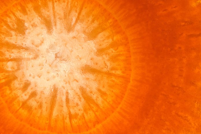Vegetable abstract background.