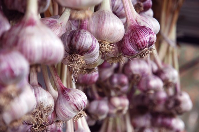 Harvested purple organic garlic hanging in bundles to dry