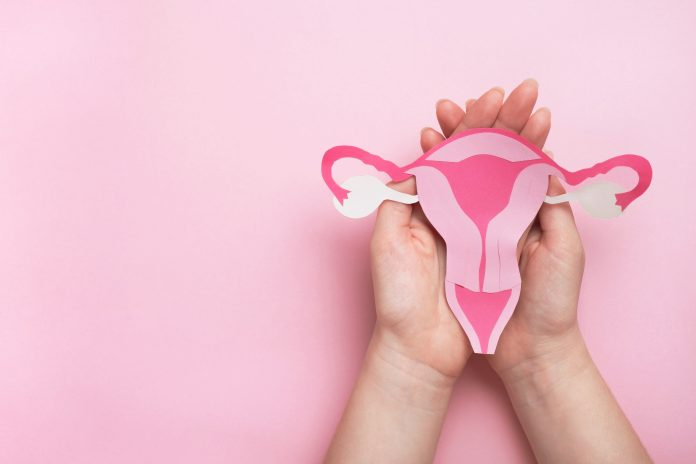 decorative model uterus